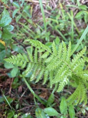 Thelypteris palustris
