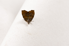 Choreutis achyrodes