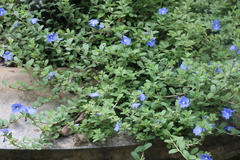 Evolvulus alsinoides