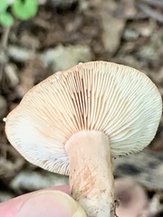 Russula mariae