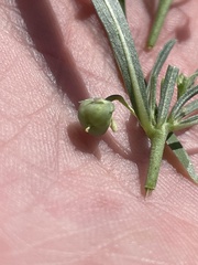 Pombalia verticillata