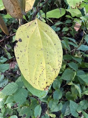 Hydrangea paniculata