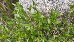 Chiropetalum