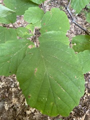 Hamamelis