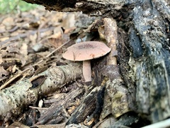 Russula mariae