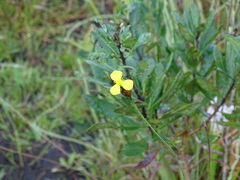 Xyris ambigua