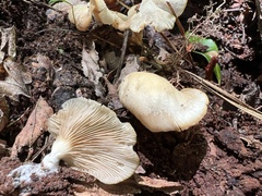 Pleurotus pulmonarius