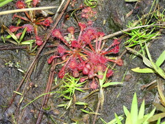 Drosera capillaris