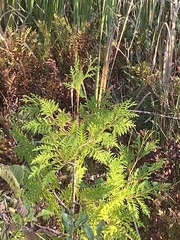 Thuja occidentalis
