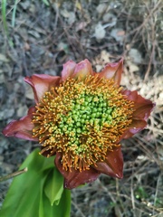Scadoxus puniceus