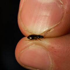 Bembidion