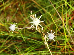 Eryngium integrifolium