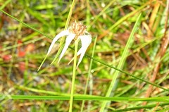 Rhynchospora latifolia