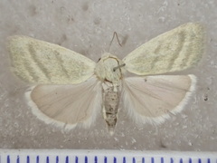 Earias paralella