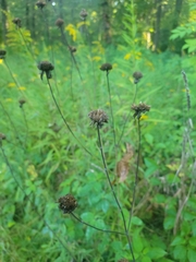 Monarda fistulosa