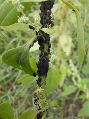 Aphis fabae