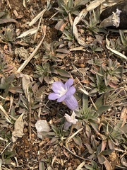 Aptosimum procumbens