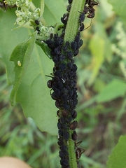 Aphis fabae