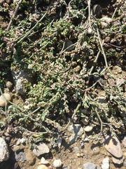 Polygonum arenastrum