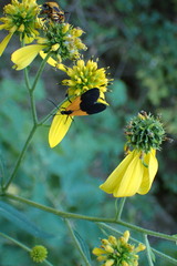 Lycomorpha pholus