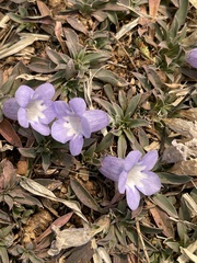 Aptosimum procumbens