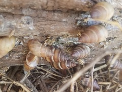 Bulimulus guadalupensis