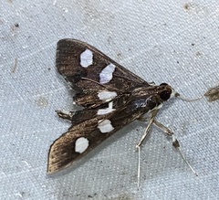 Desmia