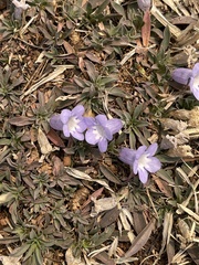 Aptosimum procumbens