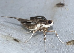 Desmia