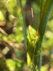 Aptenopedes