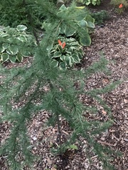 Larix laricina