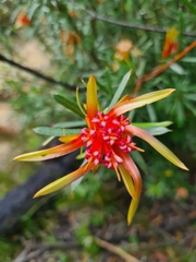Lambertia formosa