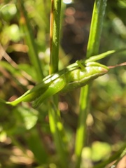 Aptenopedes