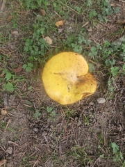 Russula ochroleuca