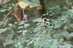Indigofera cassioides