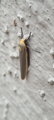Sozusa scutellata
