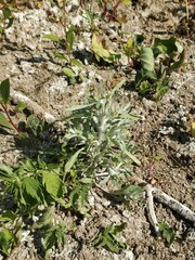 Gnaphalium uliginosum