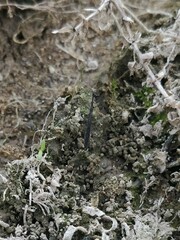 Hydrometra stagnorum