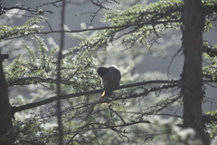 Perisoreus infaustus