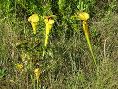 Sarracenia flava