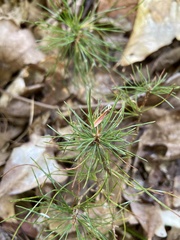 Pinus strobus