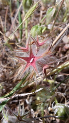 Trifolium stellatum