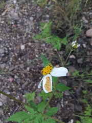 Bidens odorata