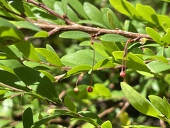 Phyllanthus myrtifolius