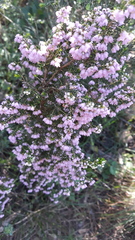 Erica mauritanica