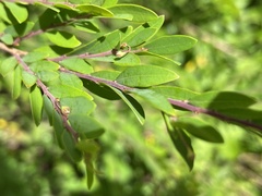 Phyllanthus myrtifolius