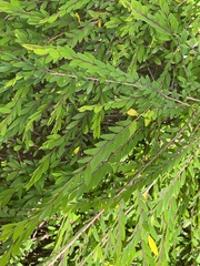Phyllanthus myrtifolius