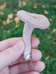 Lactarius glyciosmus