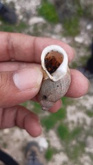 Chiliborus chilensis