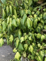 Hedera colchica
